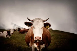 Cow by Andrea Buzzichelli Print, 16" x 24"