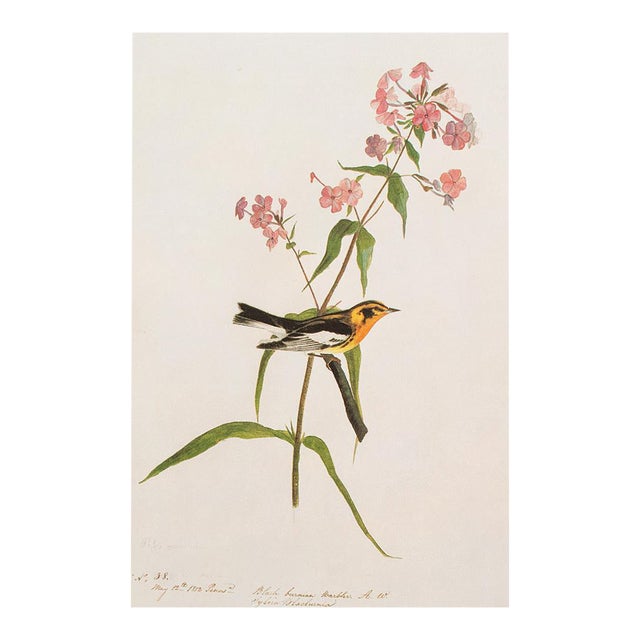 Blackburnian Warbler After Audubon, 1966 Cottage Print For Sale