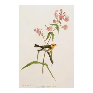 Blackburnian Warbler After Audubon, 1966 Cottage Print