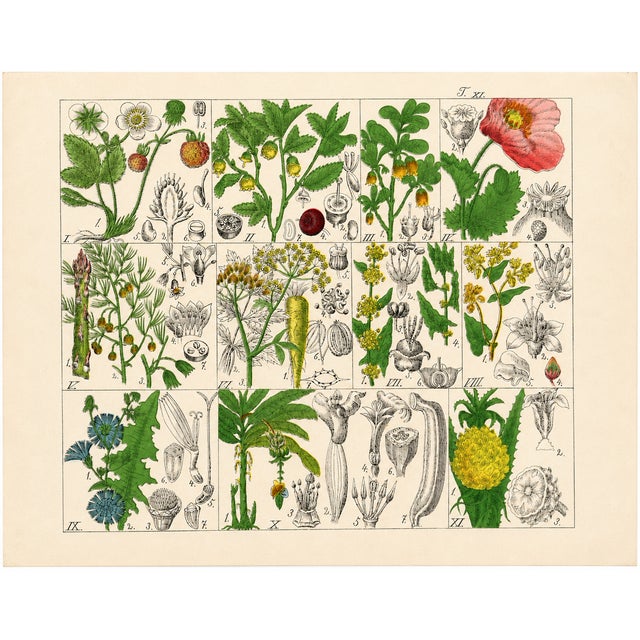 A rare offering of original 19th-century German botanical plates from J. G. Büchner’s Pflanzen-Atlas, published in...