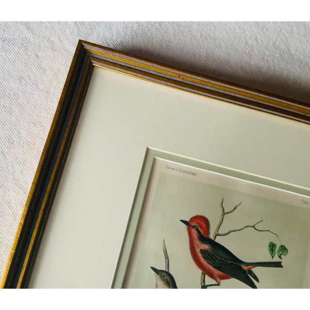 Antique Hand-Colored Litghograph , "The Crowned Flycatcher" C. 1853 For Sale - Image 16 of 18