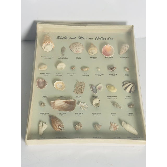 Vintage Sea Shell Collection Marine Specimens For Sale - Image 9 of 9