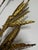Vintage Brass Wheat Wall Sculpture With Copper Stems, Mid Century Modern Botanical Wall Art, 30” For Sale In Indianapolis - Image 6 of 9