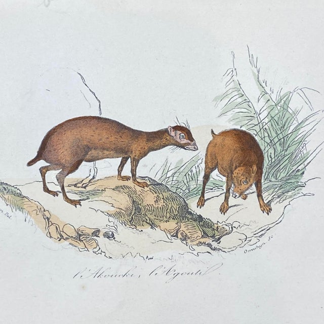 French French Antique 18th Century Animal Engraving Hand Colored Signed Artwork For Sale - Image 3 of 12