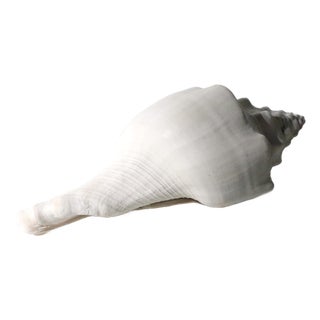 Mid 20th Century Large Conch Sea Shell For Sale