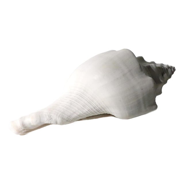 Mid 20th Century Large Conch Sea Shell For Sale