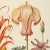 Campaign 13" X 9" 'Garden Flowers' Botanical Print, 'Hortus Floridus' Style, Unframed For Sale - Image 3 of 7