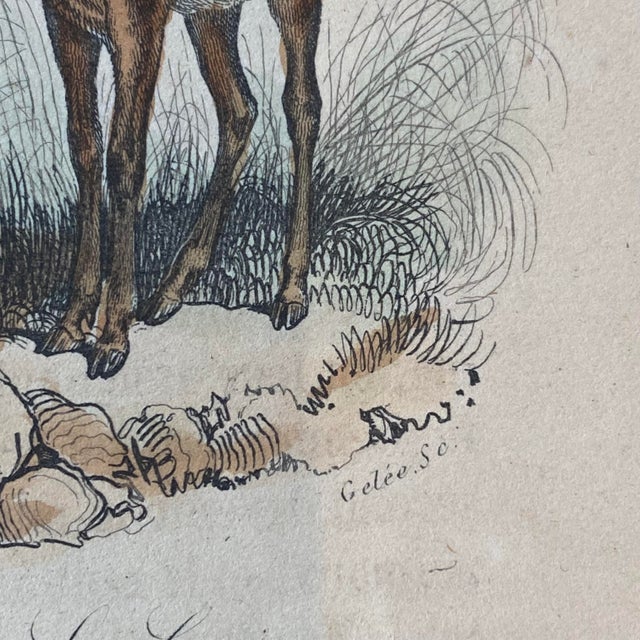 French Antique 18th Century "La Gazelle" Animal Engraving Hand Colored Signed Artwork For Sale - Image 9 of 12