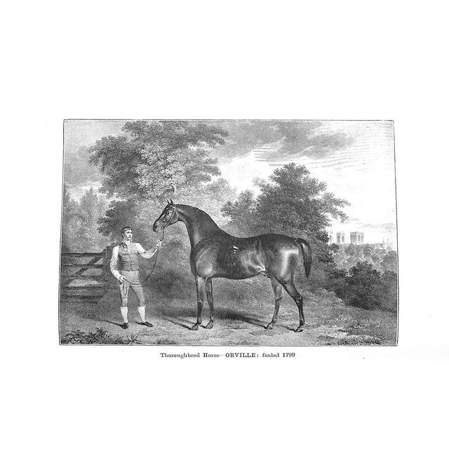 "Horse-Breeding in England & India and Army Horses Abroad" 1901 Gilbey, Sir Walter Bart. For Sale In New York - Image 6 of 8