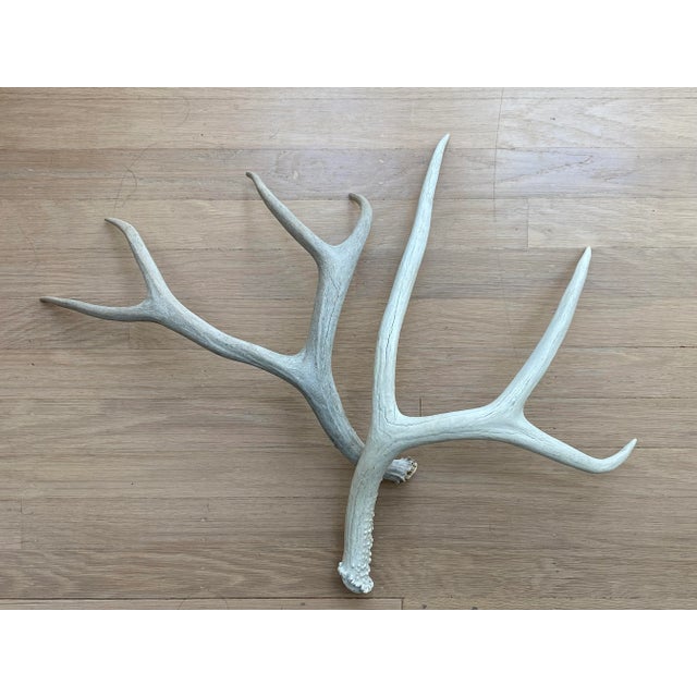 A pair of decorative vintage natural whitetail deer antler specimens