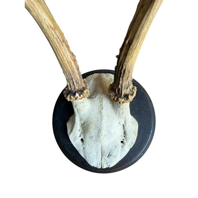 Roe deer trophy on a round wood plaque