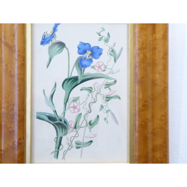 19th Century English botanical print in burl maple frame with gold liner, 12"H x 9.25"W, image size is 7.5"H x 4.75"W.