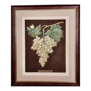 White Hamburgh Grape: A Framed 19th C. Color Engraving by George Brookshaw , 1812 For Sale