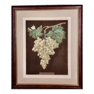 White Hamburgh Grape: A Framed 19th C. Color Engraving by George Brookshaw , 1812