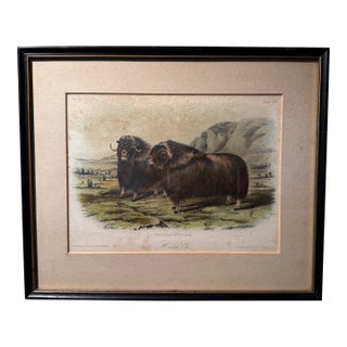Original Audubon Hand-Colored Lithograph, "Musk Ox" Plate Cxi, j.t. Bowen c.1850 For Sale
