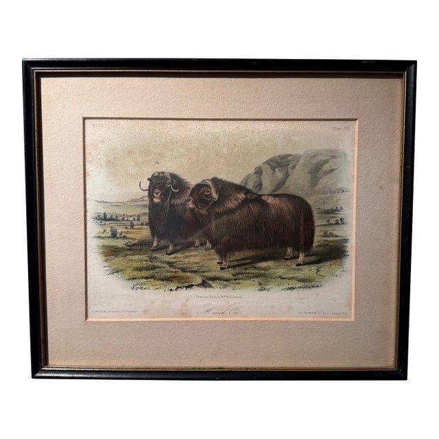 Original Audubon Hand-Colored Lithograph, "Musk Ox" Plate Cxi, j.t. Bowen c.1850 For Sale