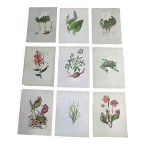 Antique 19th Century Botanical Chromolithographs - Set of 9