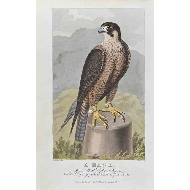 James Barenger, A Hawk, Etching, 1822 For Sale
