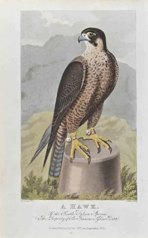 James Barenger, A Hawk, Etching, 1822