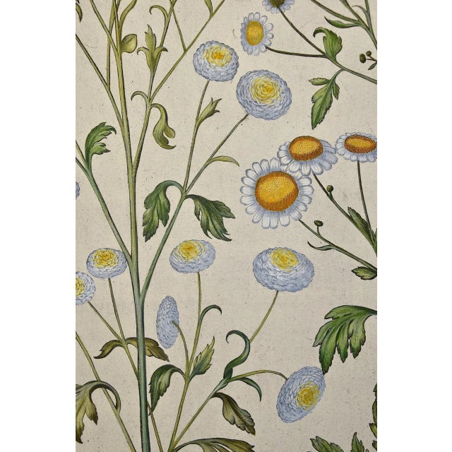 17th Century Flowering Feverfew Plants: A 17th C. Besler Hand-Colored Botanical Engraving, 1640 For Sale - Image 5 of 7