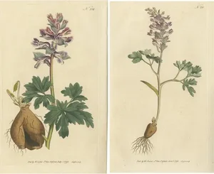 Curtis, Rooted and Hollow Rooted Fumitory, 1794, Prints, Set of 2