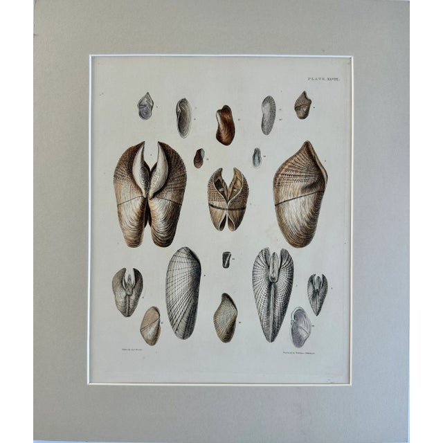 Original hand-colored steel engraving from illustrations of the "Land and Fresh Water Conchology of Great Britain and...