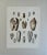 Original hand-colored steel engraving from illustrations of the "Land and Fresh Water Conchology of Great Britain and...