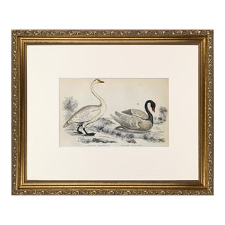 19th Century English Hand Colored Swan Engraving by Goldsmith For Sale