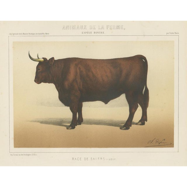 Borie, Salers Ox, French Cattle Breed, 1863, Chromolithograph For Sale - Image 9 of 9