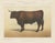 Borie, Salers Ox, French Cattle Breed, 1863, Chromolithograph For Sale - Image 9 of 9