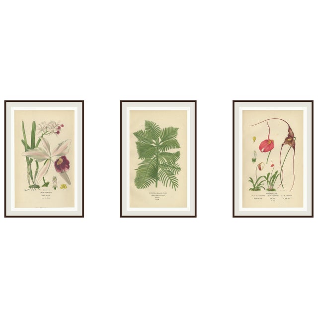 Edward Step, Orchids & Norfolk Pine, 1897, Prints, Set of 3 For Sale - Image 10 of 10