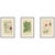 Edward Step, Orchids & Norfolk Pine, 1897, Prints, Set of 3 For Sale - Image 10 of 10