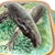 Turquoise George Jones Majolica Sardine Box on Turquoise Ground, English, Ca. 1870 For Sale - Image 8 of 18
