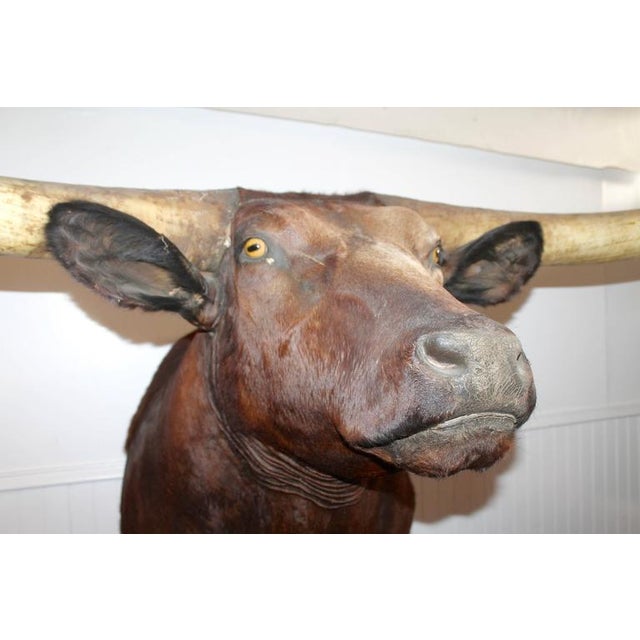 Mid 20th Century Texas Longhorn Mounted Bull For Sale - Image 9 of 9