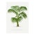 Vintage Palm Botanical Study, Art Print Reproduction, 16" X 24" For Sale