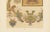 Late 19th Century Albert Racinet, Ornament, 1873, Chromolithograph For Sale - Image 5 of 10