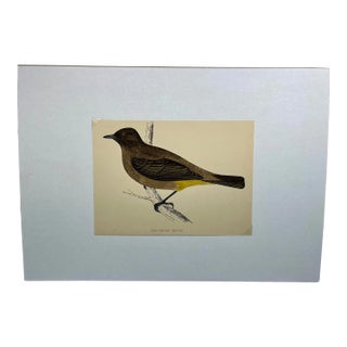 Antique Bird Print From England Showcasing an Impressive Gold-Vented Thrush - Circa 1880 For Sale