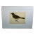 Antique Bird Print From England Showcasing an Impressive Gold-Vented Thrush - Circa 1880 For Sale