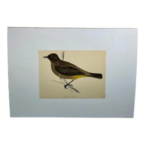 Antique Bird Print From England Showcasing an Impressive Gold-Vented Thrush - Circa 1880