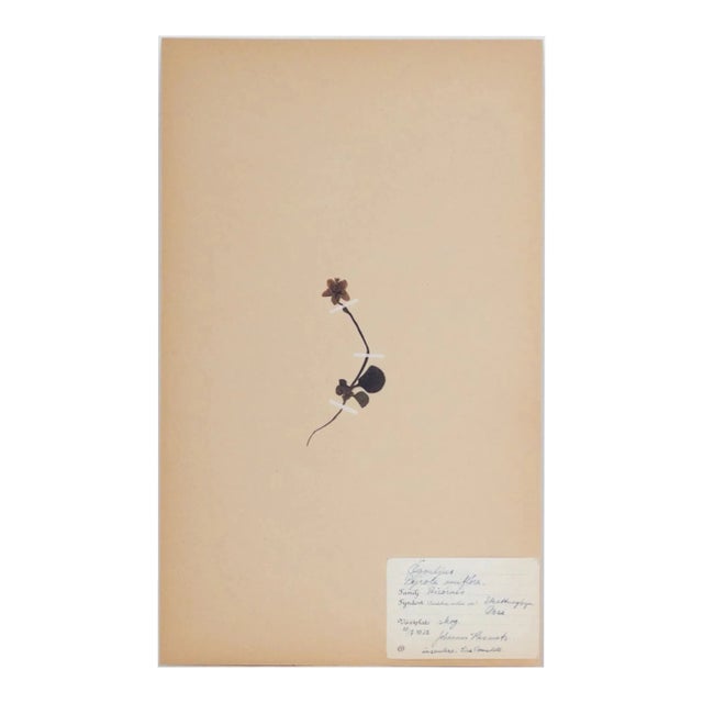 Vintage Swedish Herbarium - Single Delight, Circa 1932 For Sale