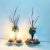 Fabulous lifelike pair of 1960s two-arm tole lily pad sconces featuring cattail sprays, central buds and layered petal...
