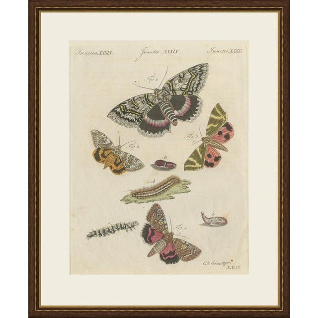 This hand coloured copper engraving shows brightly marked night flying moths, apparently underwings and a tiger moth, with...
