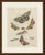 This hand coloured copper engraving shows brightly marked night flying moths, apparently underwings and a tiger moth, with...