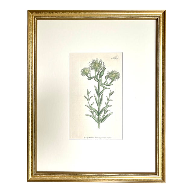 Antique Original Hand Colored Curtis Floral Botanical Etching For Sale