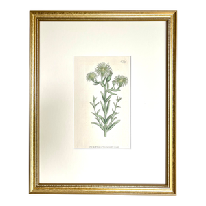 Antique Original Hand Colored Curtis Floral Botanical Etching