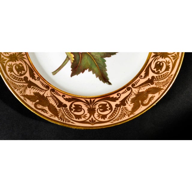 Traditional Antique Derby Porcelain Botanical Plate, Marsh Hibiscus, Salmon Ground With Gilt Swans, John Brewer, Circa 1815 For Sale - Image 3 of 12