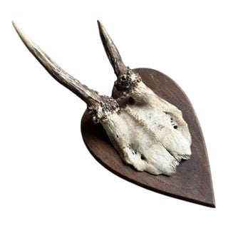 Early 1900s Roe Deer Trophy 139 Black Forest Antlers For Sale