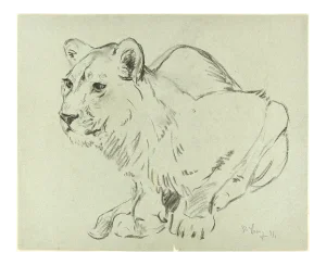 Crouched Lioness and Rabbits - Original Pencil Drawing by Willy Lorenz - 1971 1971