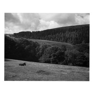 Paul Cooklin, Donkey, Edition of 50 For Sale