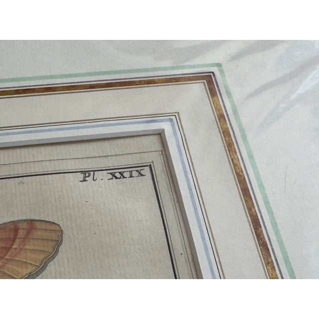 Paper Antique Natural History Moth Art Print For Sale - Image 7 of 11